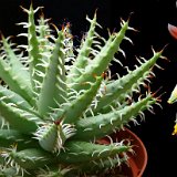 Aloe erinacea (+infl.) P1240207.jpg